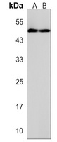 WIPF3 Rabbit Polyclonal Antibody