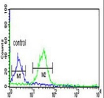 TAF2 Rabbit Polyclonal Antibody