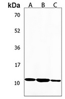 Phospholamban Rabbit Polyclonal Antibody