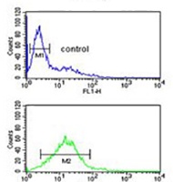 Phospholamban Rabbit Polyclonal Antibody