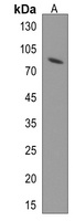 ZRANB1 Antibody