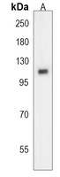 MICAL2 Antibody
