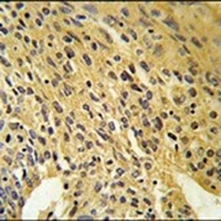 COQ5 Rabbit Polyclonal Antibody