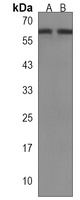 DOS Rabbit Polyclonal Antibody