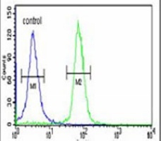 STK40 Rabbit Polyclonal Antibody