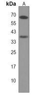 ITGBL1 Antibody