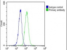 HSPA7 Rabbit Polyclonal Antibody