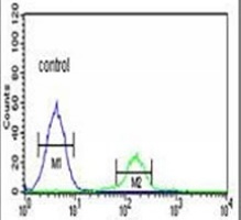 FNDC5 Rabbit Polyclonal Antibody