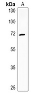 ZNF823 Rabbit Polyclonal Antibody