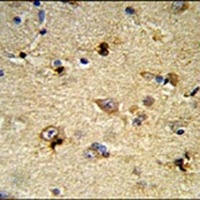 EN2 Rabbit Polyclonal Antibody