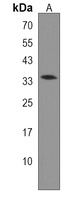 EN2 Rabbit Polyclonal Antibody