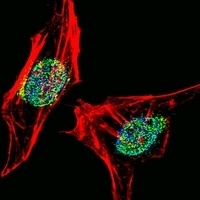 EN2 Rabbit Polyclonal Antibody