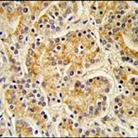 MOB1A Rabbit Polyclonal Antibody