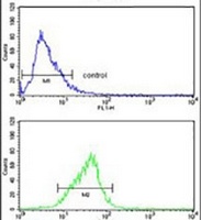 FOSB Rabbit Polyclonal Antibody