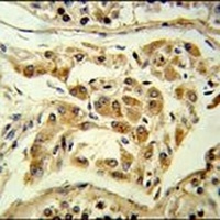 ESPN Rabbit Polyclonal Antibody