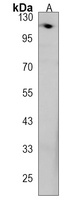 GNAS Rabbit Polyclonal Antibody