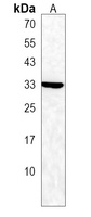 GBAS Rabbit Polyclonal Antibody
