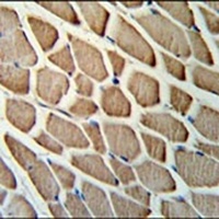 GBAS Rabbit Polyclonal Antibody