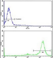 MTBP Rabbit Polyclonal Antibody