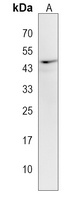 CLUAP1 Antibody