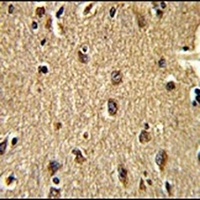 CLUAP1 Antibody
