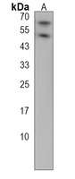 CREB3L1 Antibody