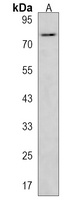 NRG2 Antibody