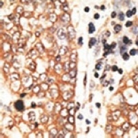 NRG2 Antibody