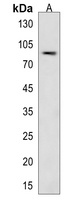 LRP3 Rabbit Polyclonal Antibody
