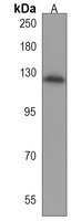 IQSEC3 Rabbit Polyclonal Antibody