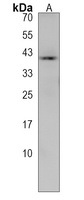 ERI3 Rabbit Polyclonal Antibody