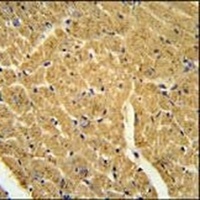 APOBEC2 Rabbit Polyclonal Antibody