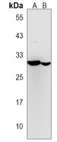 FGFBP3 Antibody