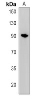 CPEB4 Antibody