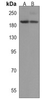 BZRAP1 Rabbit Polyclonal Antibody