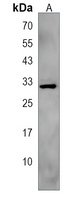LRTOMT Rabbit Polyclonal Antibody