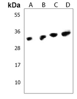 Cyclin D3 Rabbit Polyclonal Antibody