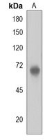 PRDM13 Rabbit Polyclonal Antibody