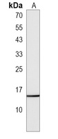 HIST1H2BM Rabbit Polyclonal Antibody