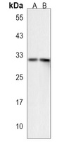 XAF1 Antibody