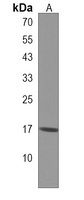 RPL29 Antibody