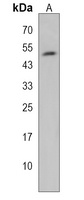 BCL6B Rabbit Polyclonal Antibody