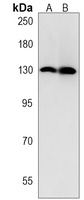 MCM9 Rabbit Polyclonal Antibody