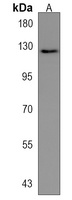 Shugoshin 2 Rabbit Polyclonal Antibody
