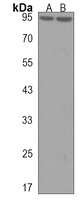 LRRC8A Rabbit Polyclonal Antibody