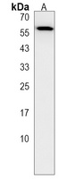 ZNF276 Rabbit Polyclonal Antibody