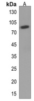 EPB41L5 Rabbit Polyclonal Antibody
