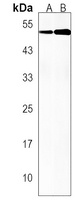 CDC42EP1 Rabbit Polyclonal Antibody