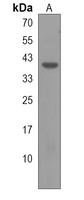 VSIG4 Rabbit Polyclonal Antibody