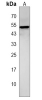 ZPLD1 Rabbit Polyclonal Antibody